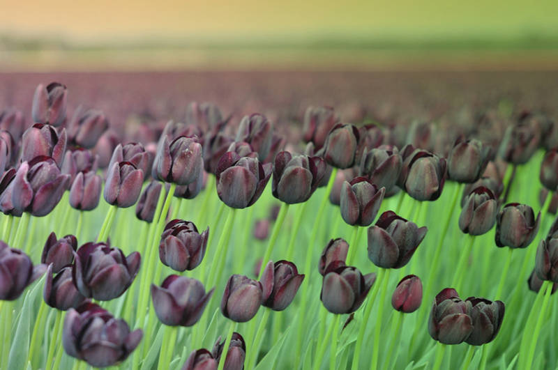 Strandurlaub Callantsoog LekkerNaarZee